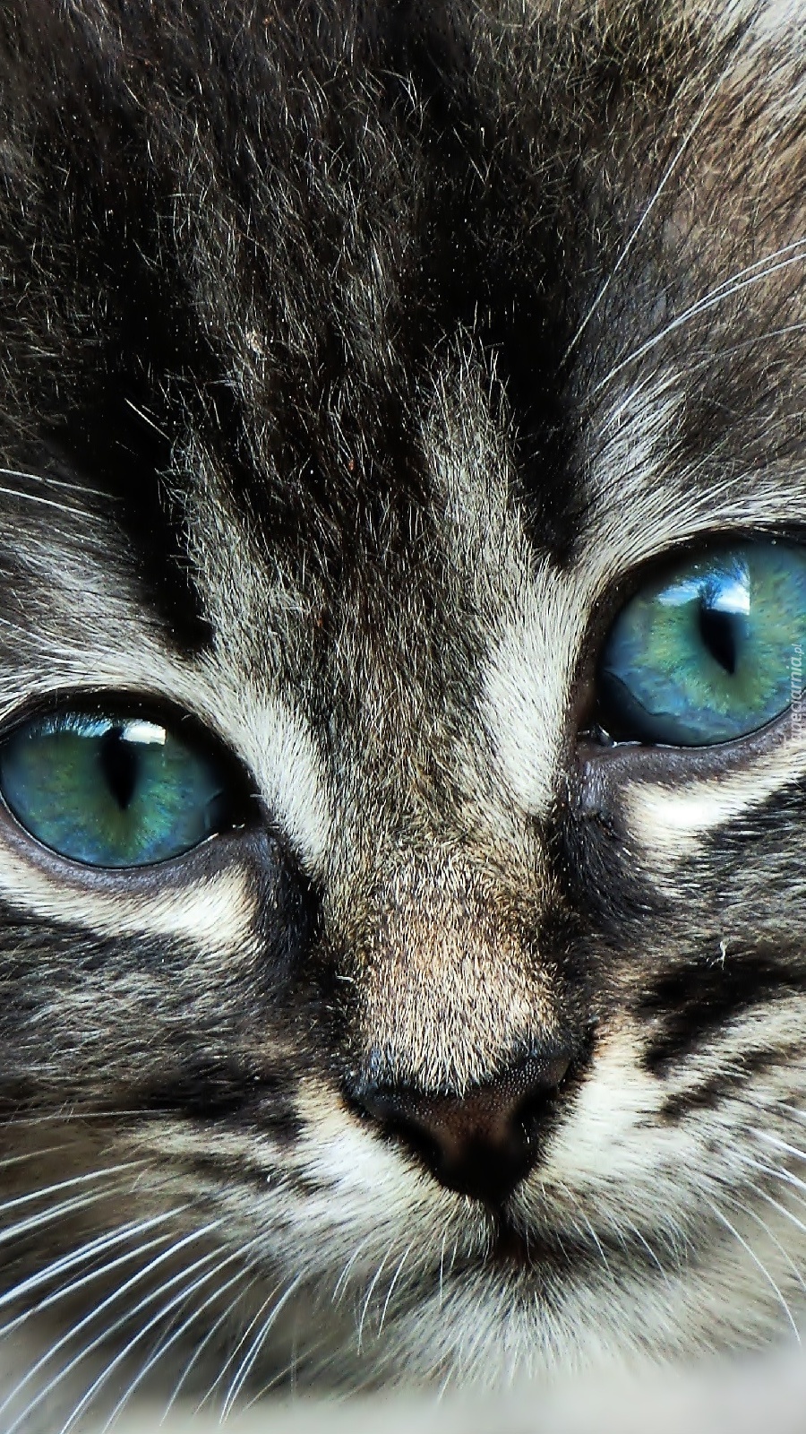 Szary kotek o niebieskich oczach