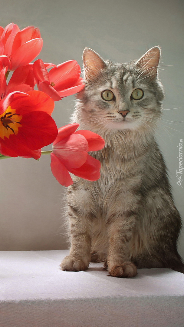 Szary kotek obok tulipanów