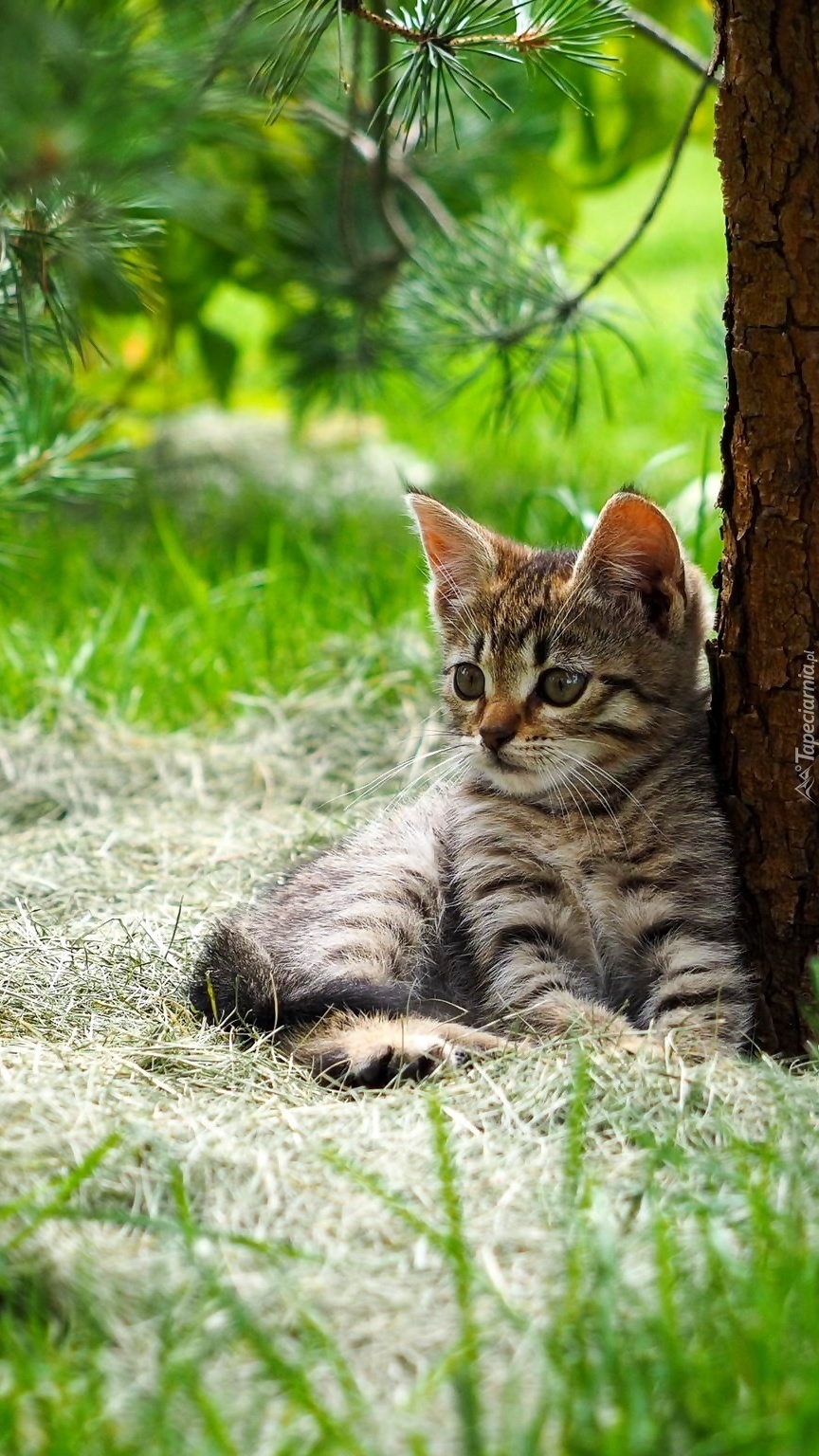 Szary kotek pod drzewem