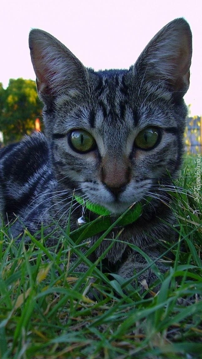 Szary kotek w trawie