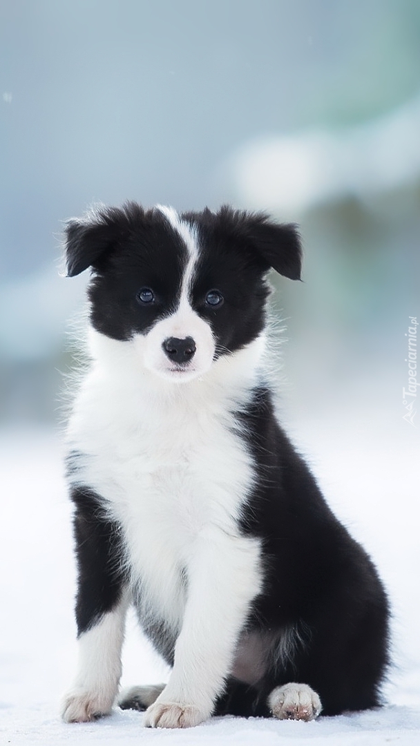 Szczeniaczek border collie