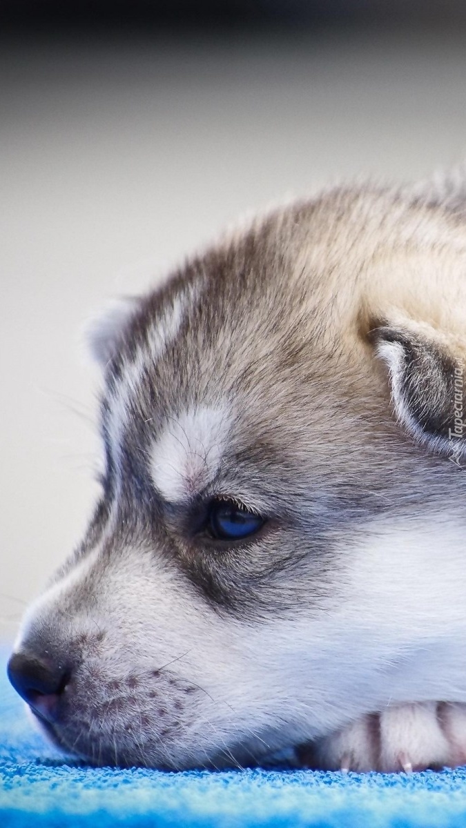 Szczeniaczek siberian husky