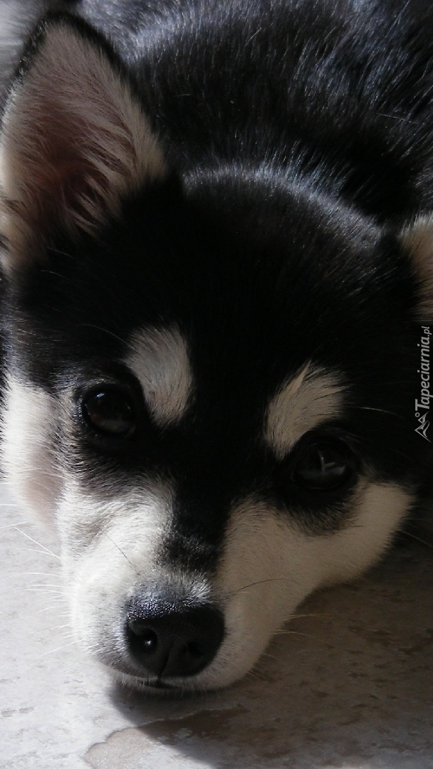 Szczeniaczek  siberian husky