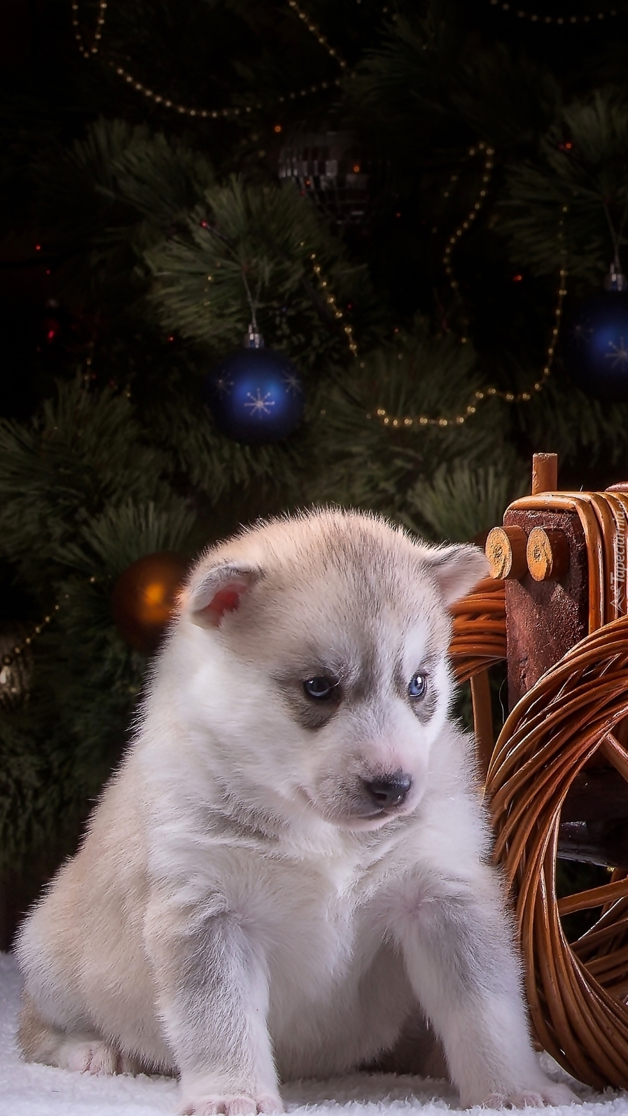 Szczeniaczek siberian husky