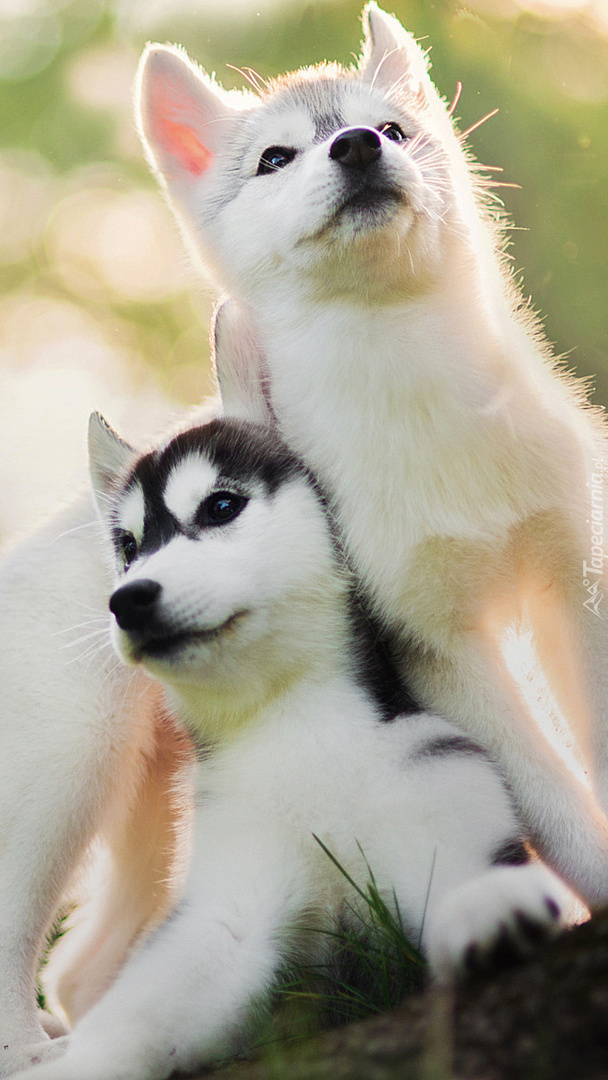 Szczeniaczki siberian husky