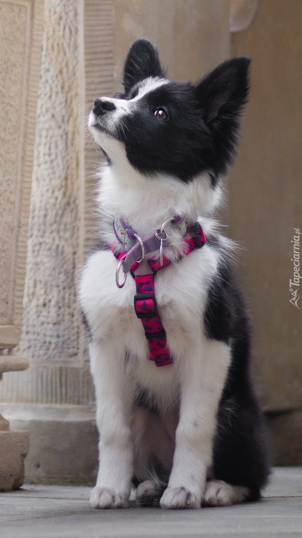 Szczeniak border collie