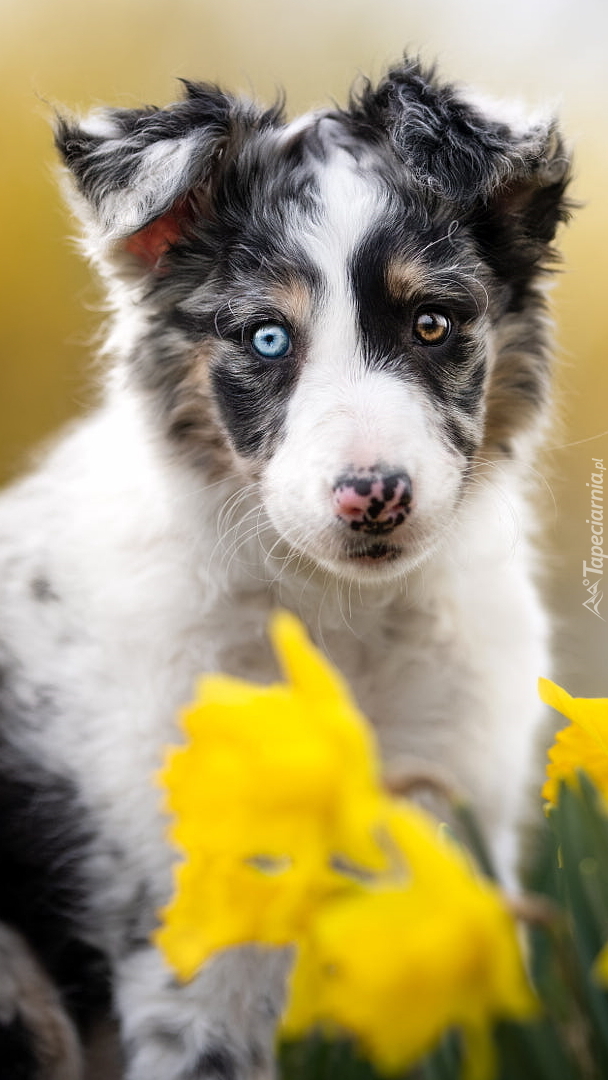 Szczeniak border collie i żonkile