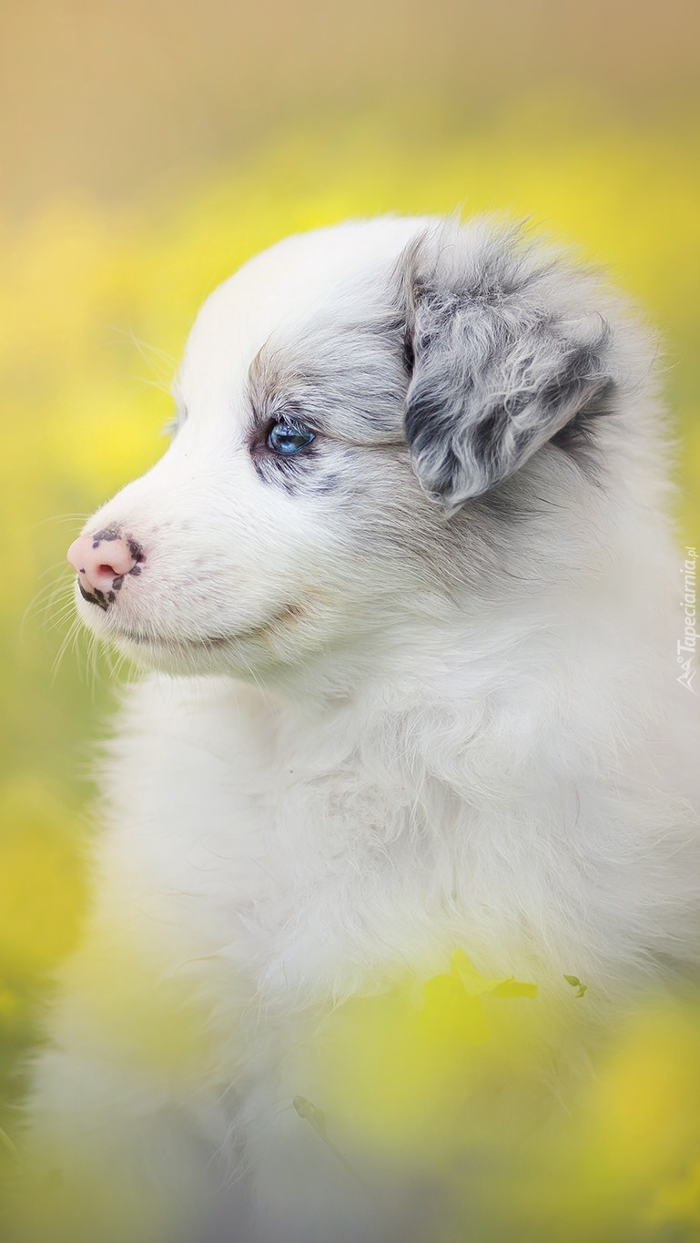 Szczeniak border collie na łące