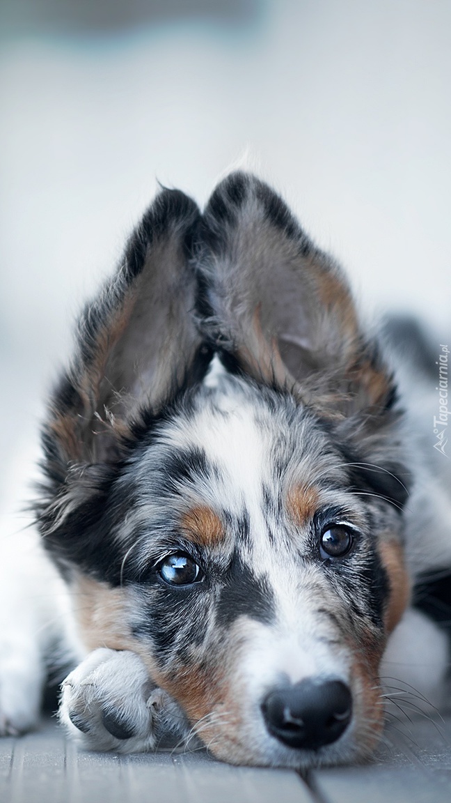 Szczeniak border collie