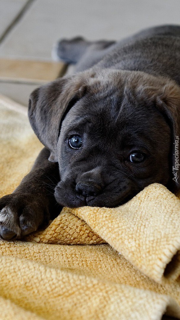 Szczeniak cane corso na kocyku