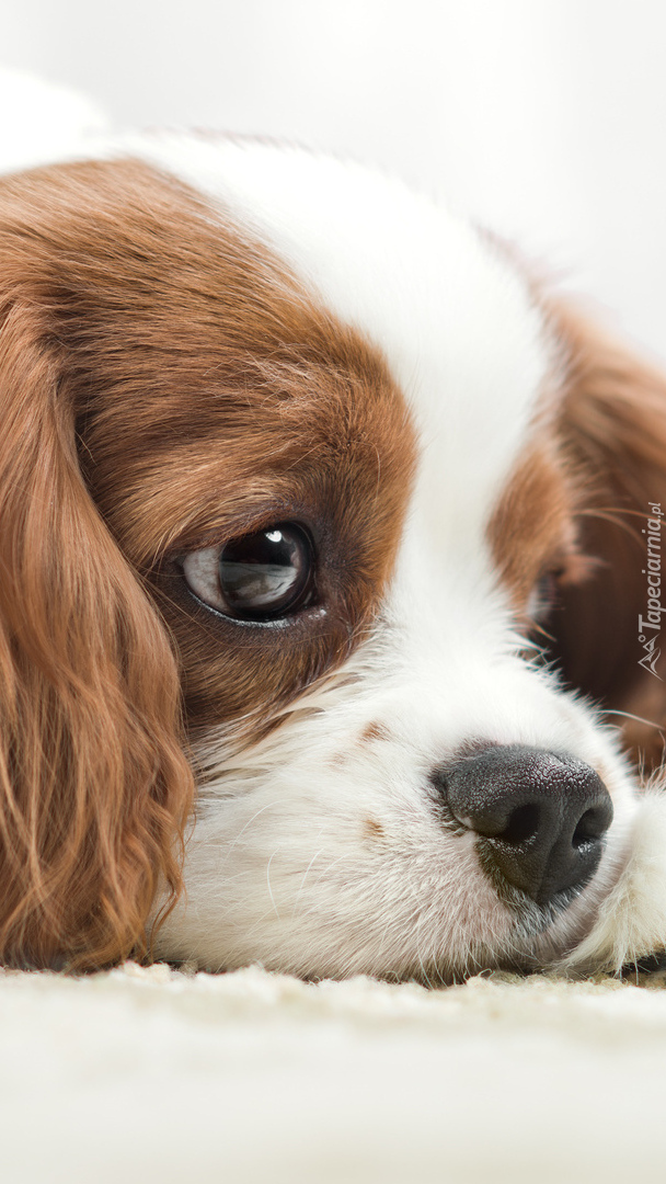 Szczeniak Cavalier king charles spaniel