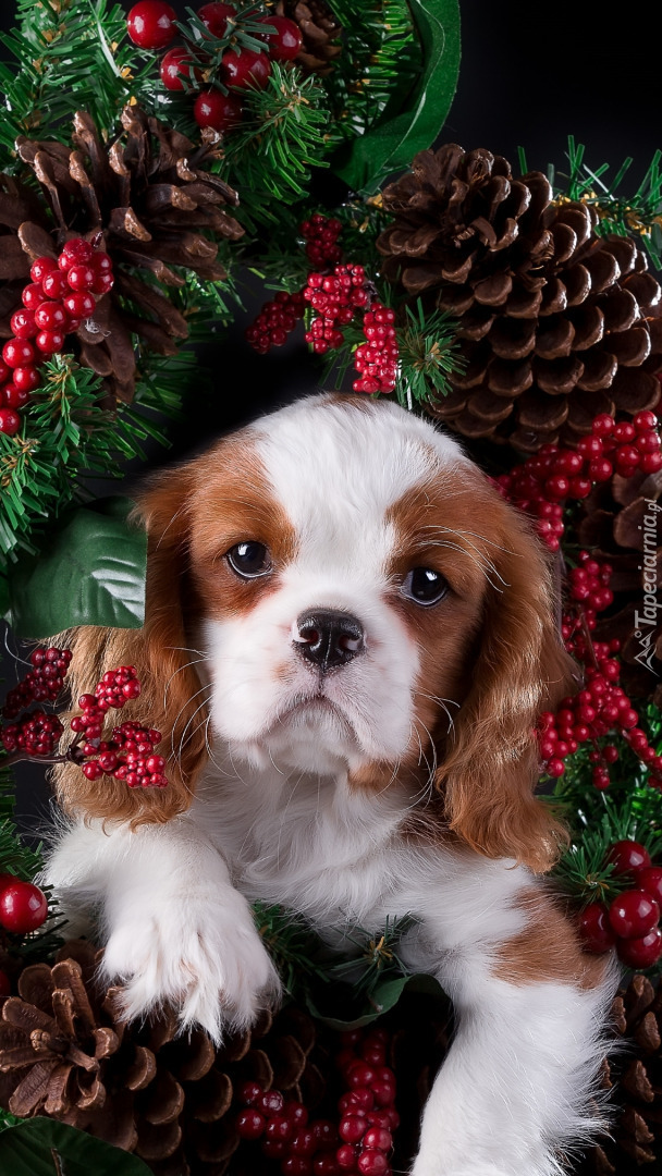 Szczeniak Cavalier king charles spaniel