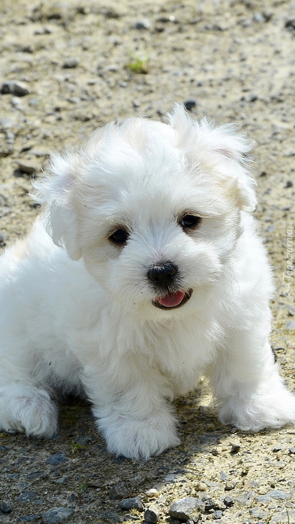 Szczeniak Coton de Tulear