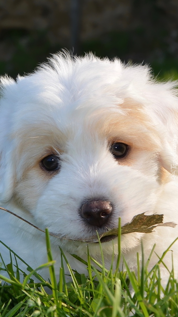 Szczeniak golden retriever