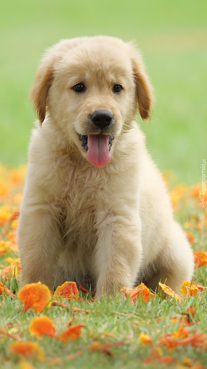 Szczeniak golden retriever