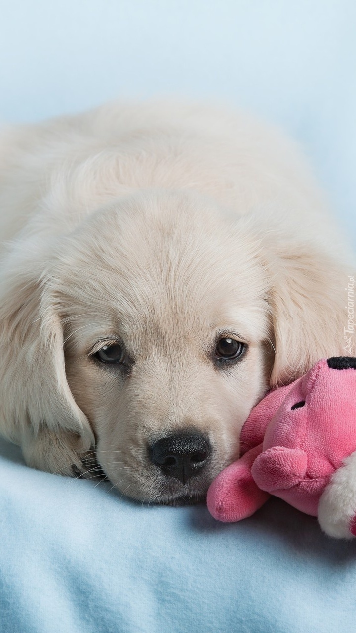 Szczeniak golden retriever