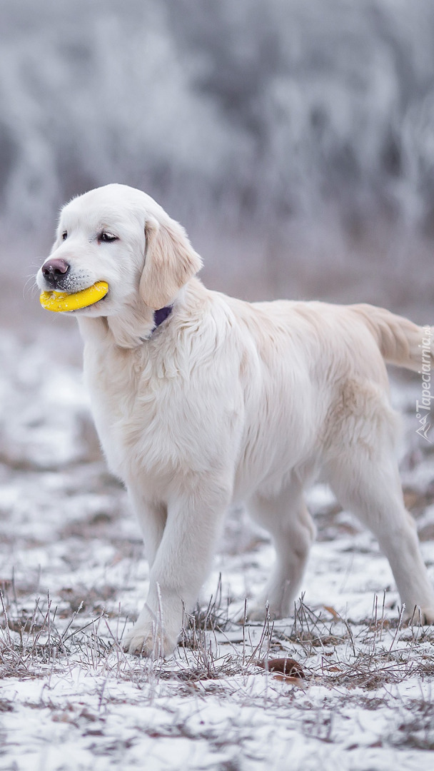 Szczeniak golden retriever