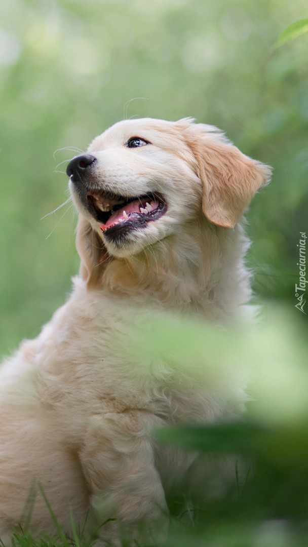 Szczeniak golden retriever