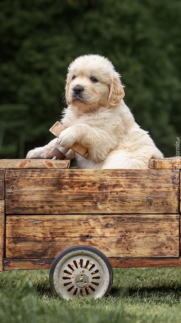 Szczeniak golden retriever w drewnianym wózku