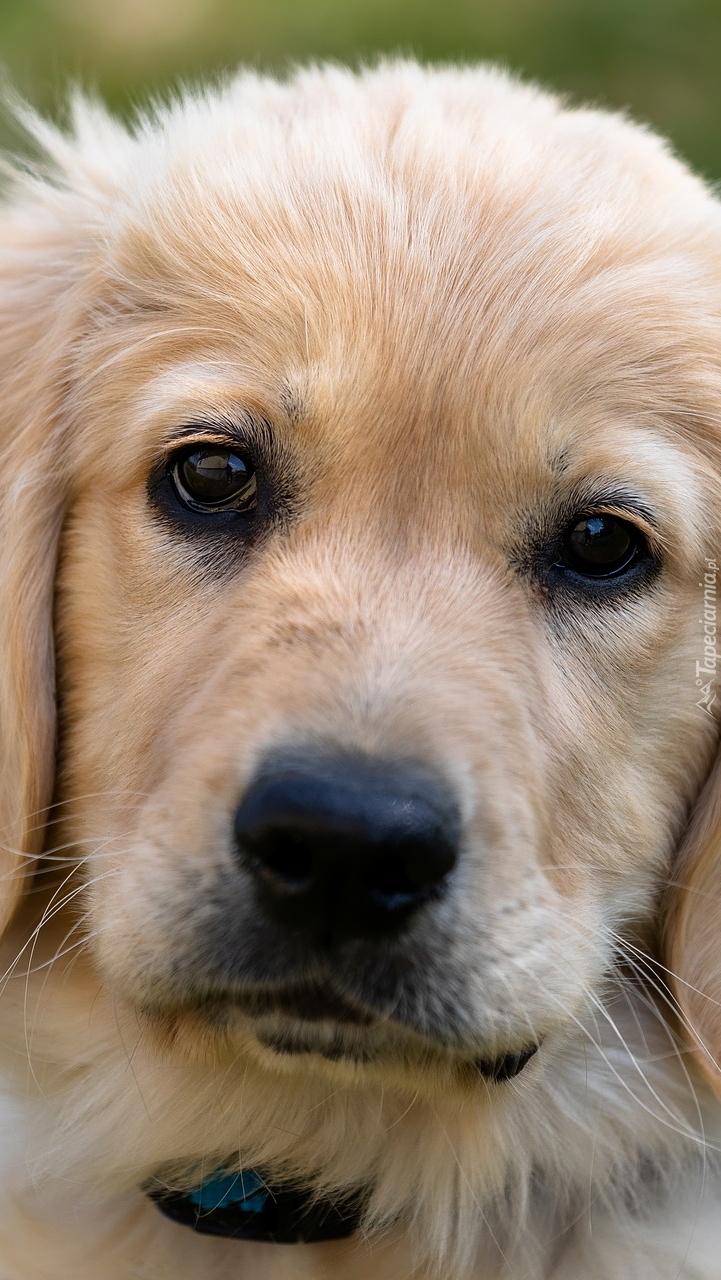 Szczeniak golden retriever