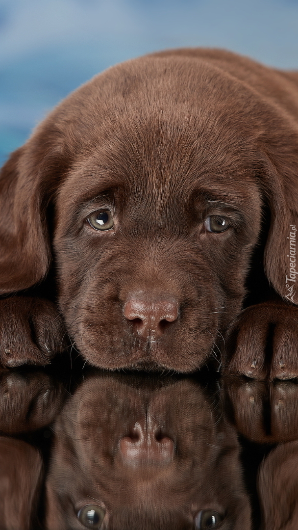 Szczeniak labradora retrievera