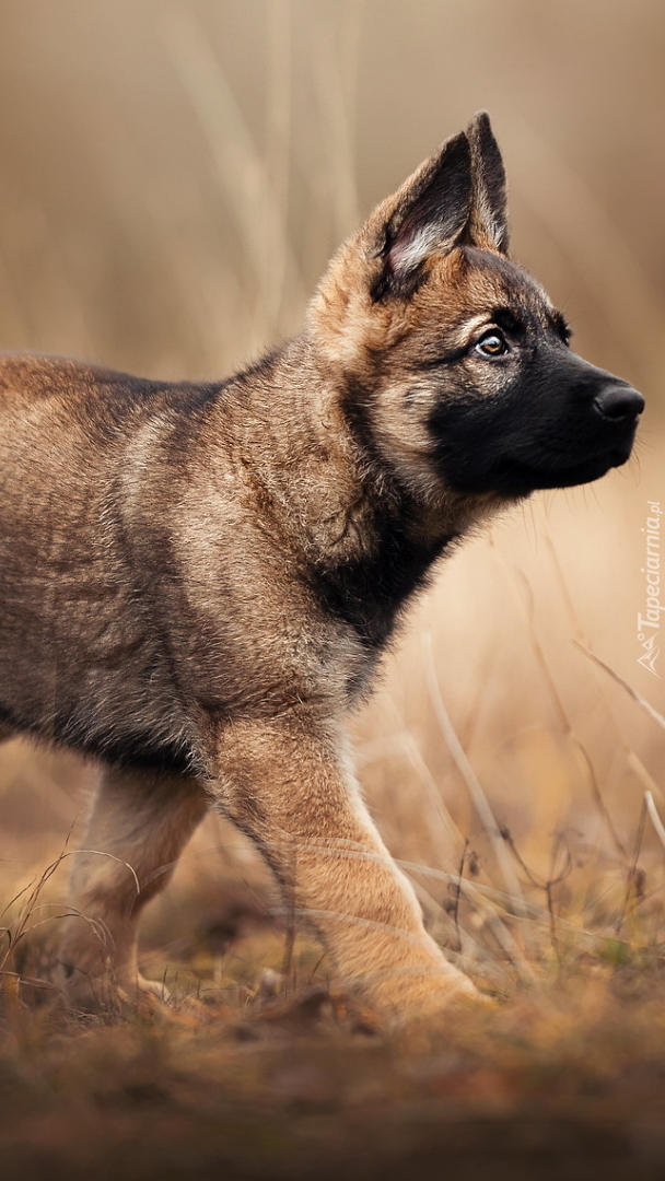 Szczeniak owczarka belgijskiego Malinois