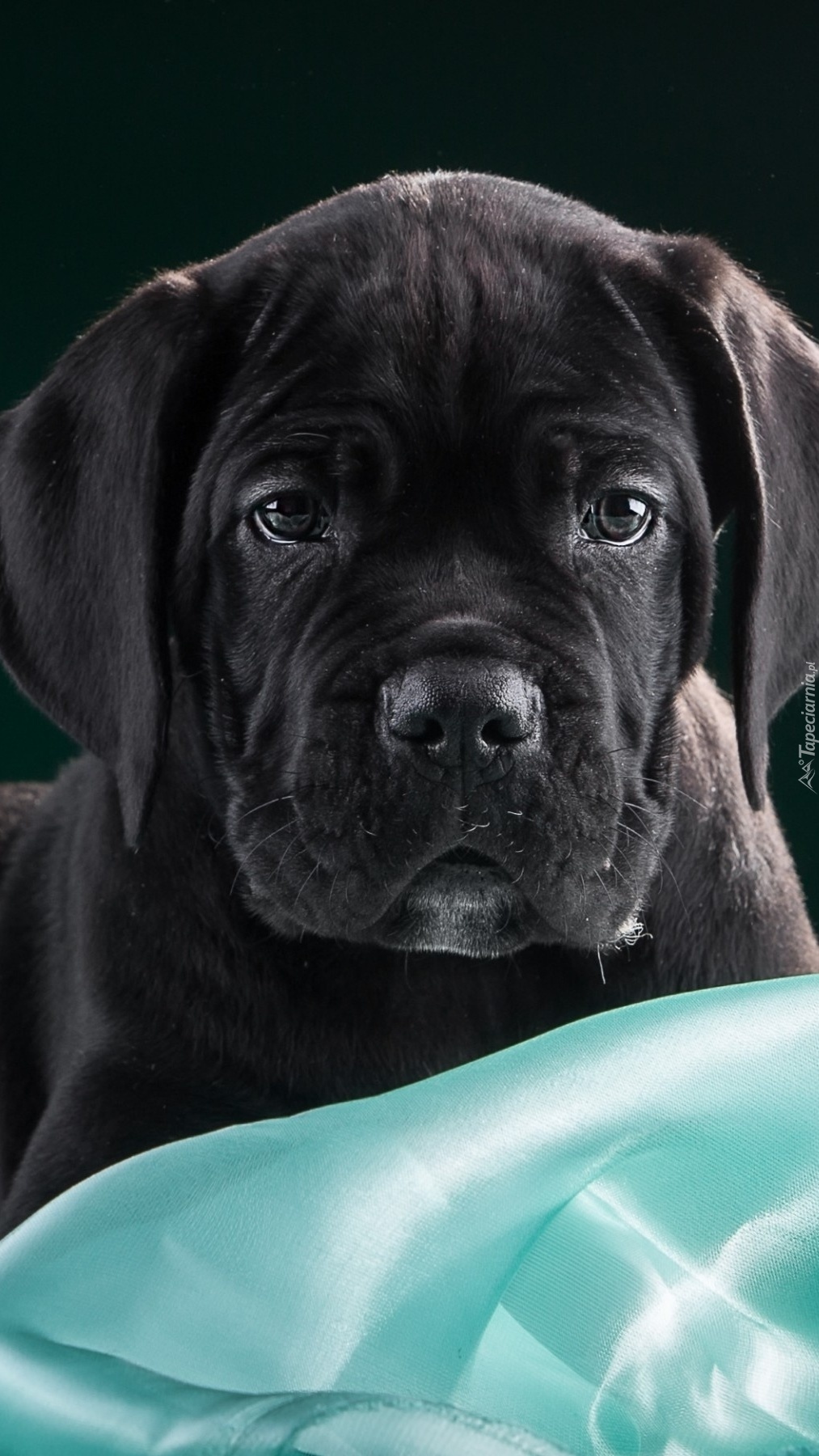 Szczeniak rasy cane corso