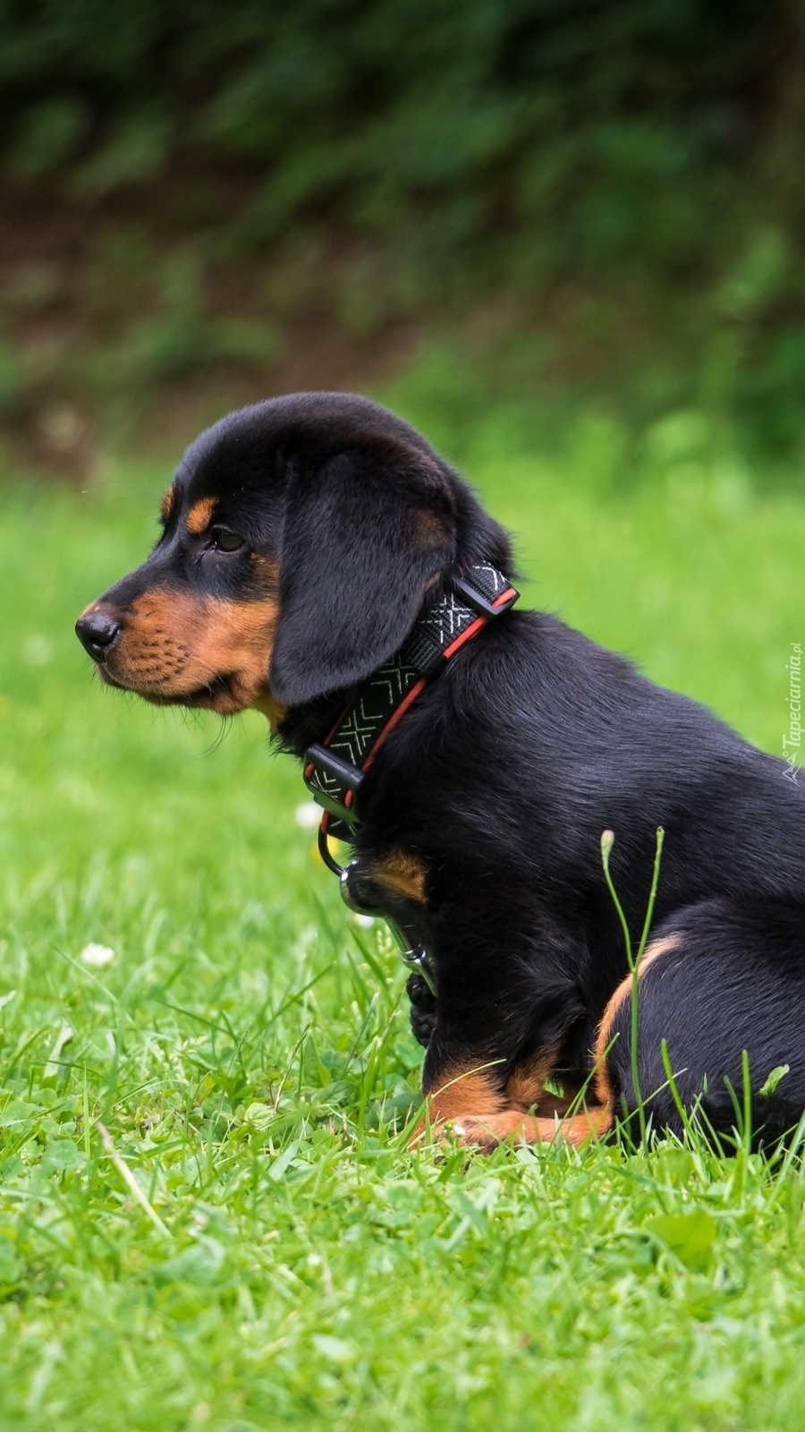 Szczeniak rottweiler z obrożą