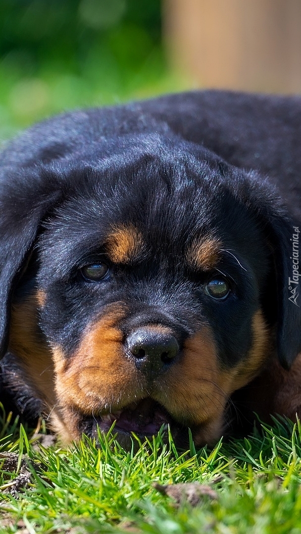 Szczeniak rottweilera