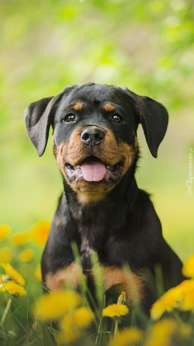 Szczeniak rottweilera na łące