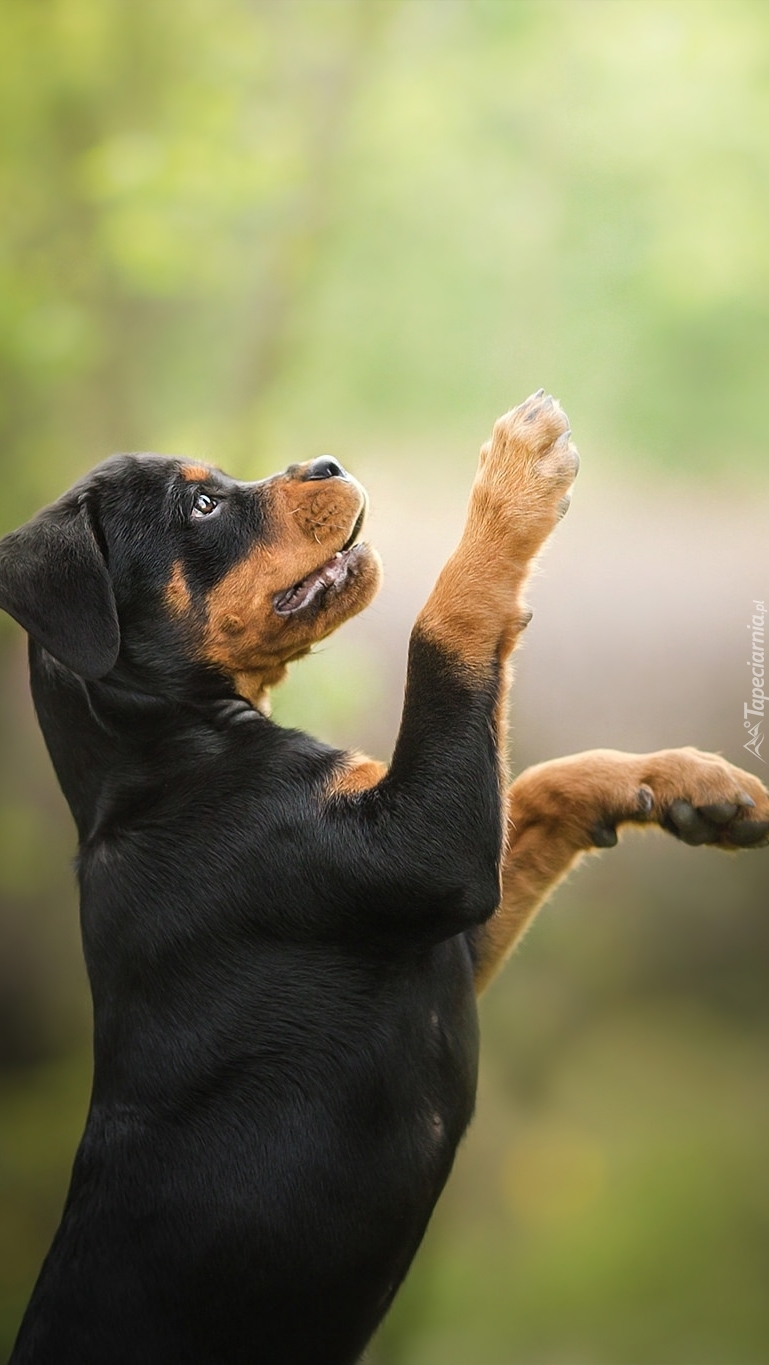 Szczeniak rottweilera w pozycji proszącej