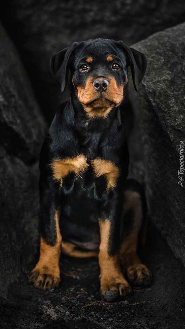 Szczeniak rottweilera