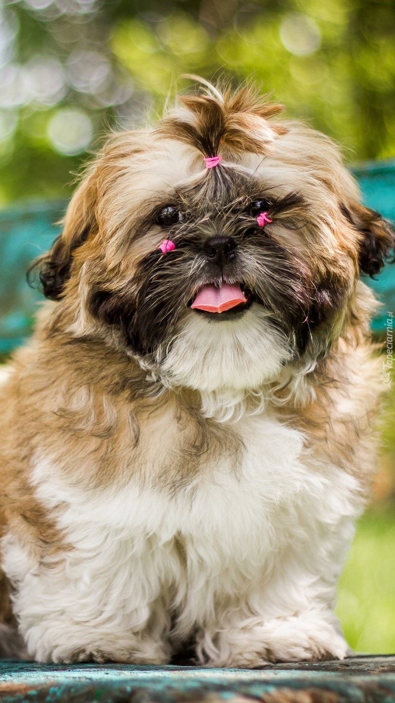 Szczeniak shih tzu