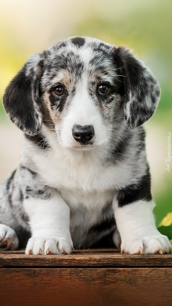 Szczeniak welsh corgi cardigan