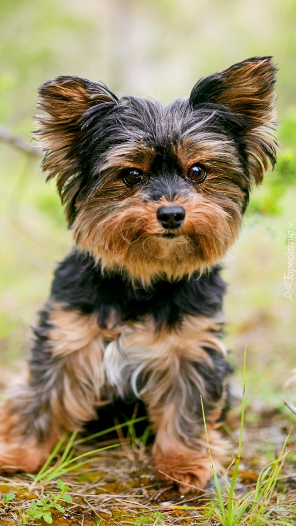 Szczeniak yorkshire terrier