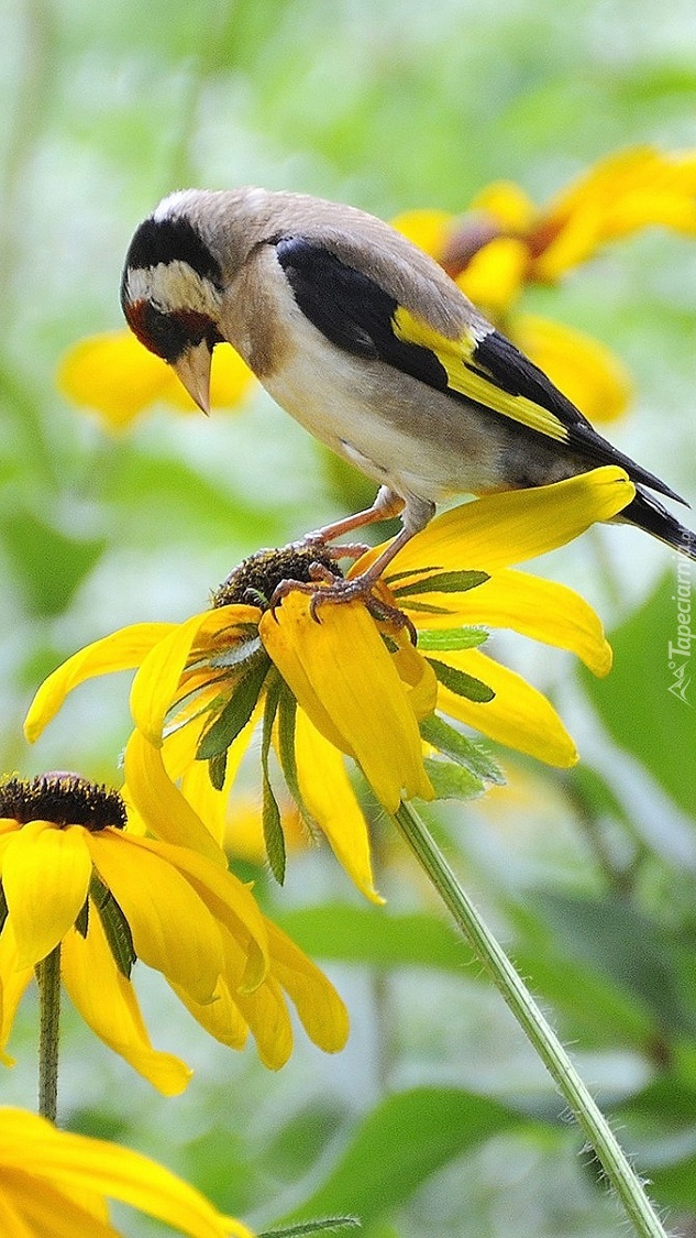 Szczygieł na kwiatach rudbekii