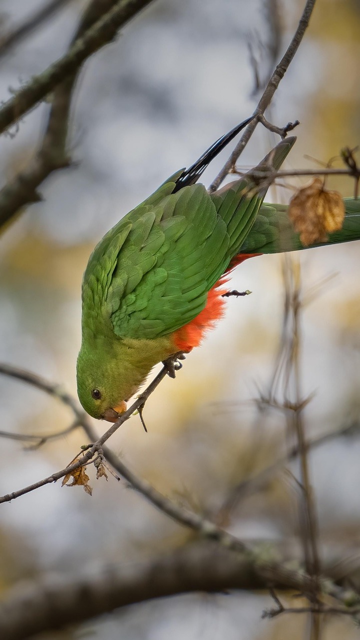 Szkarłatka królewska na gałązce