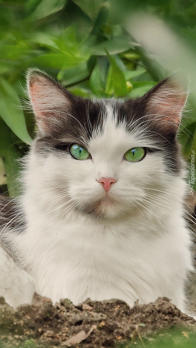 Szmaragdowe oczy kota