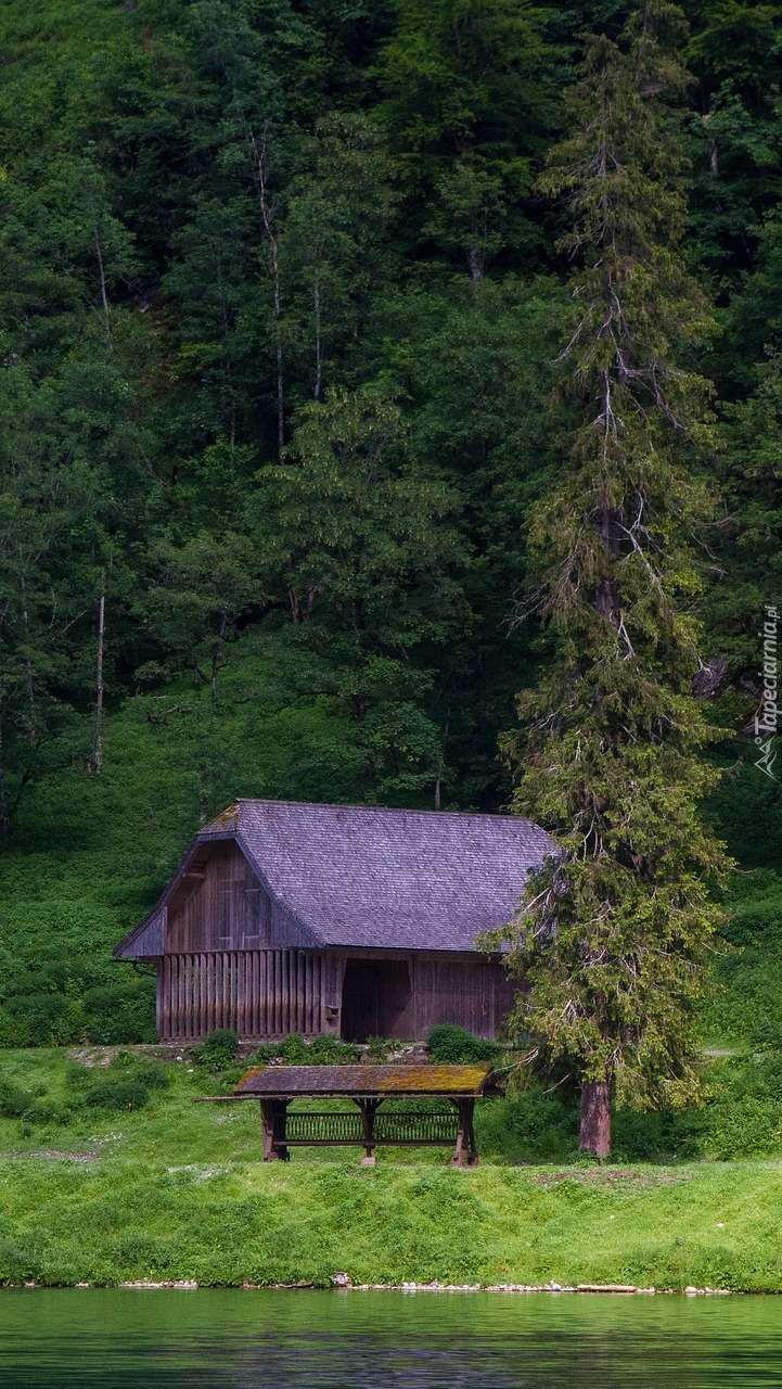 Szopa drewniana pod lasem