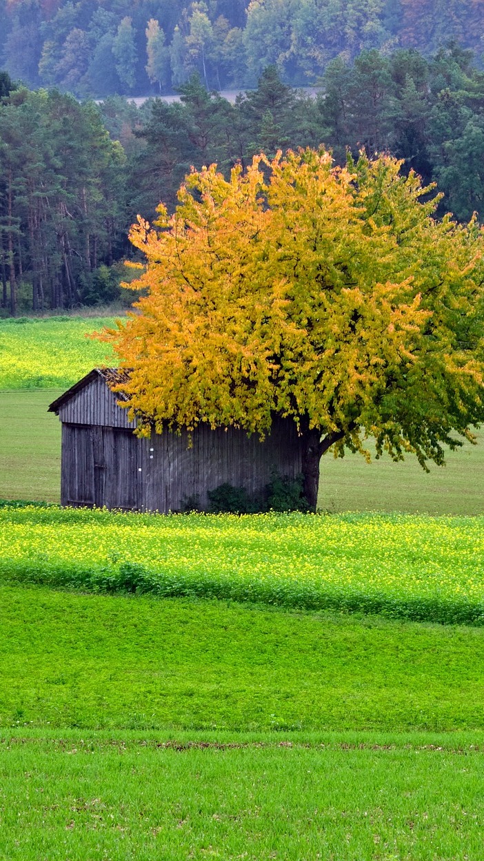 Szopa na polu pod drzewem