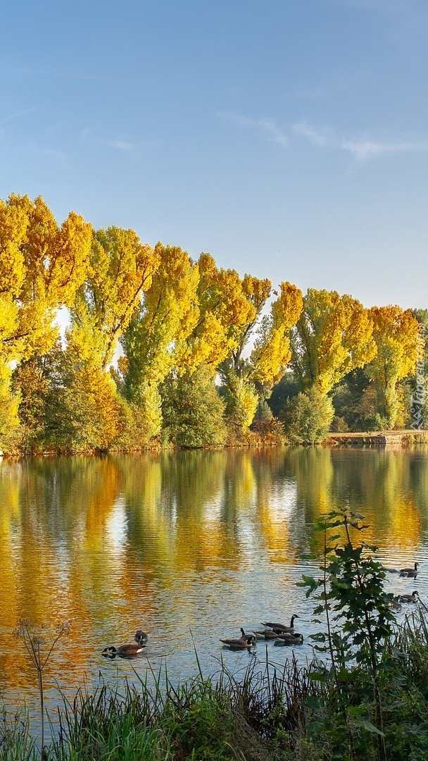 Szpaler drzew nad rzeką