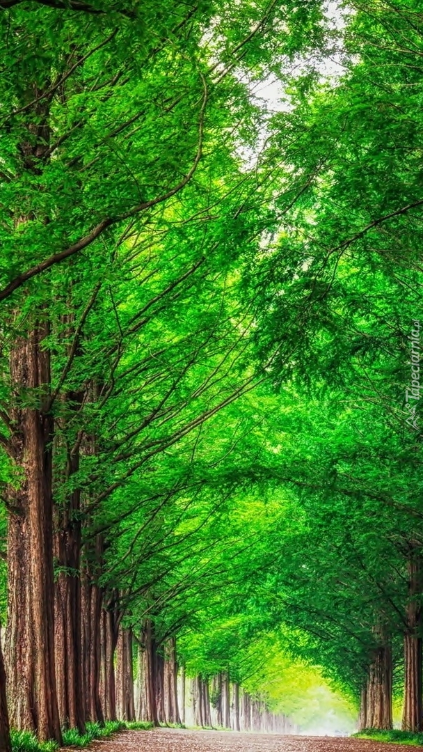 Szpaler drzew przy leśnej drodze