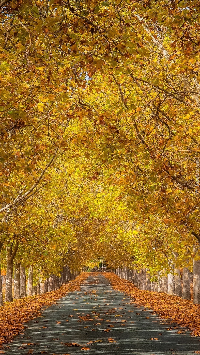 Szpalery jesiennych drzew przy drodze
