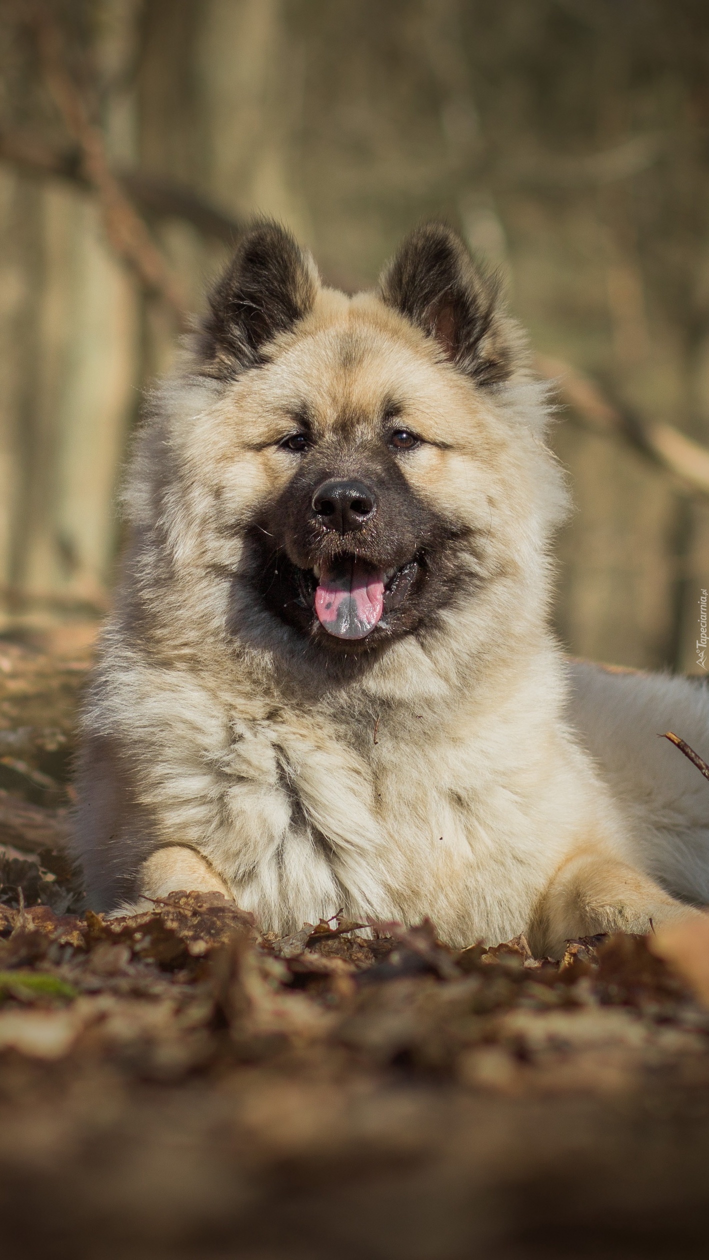 Szpic eurasier w lesie