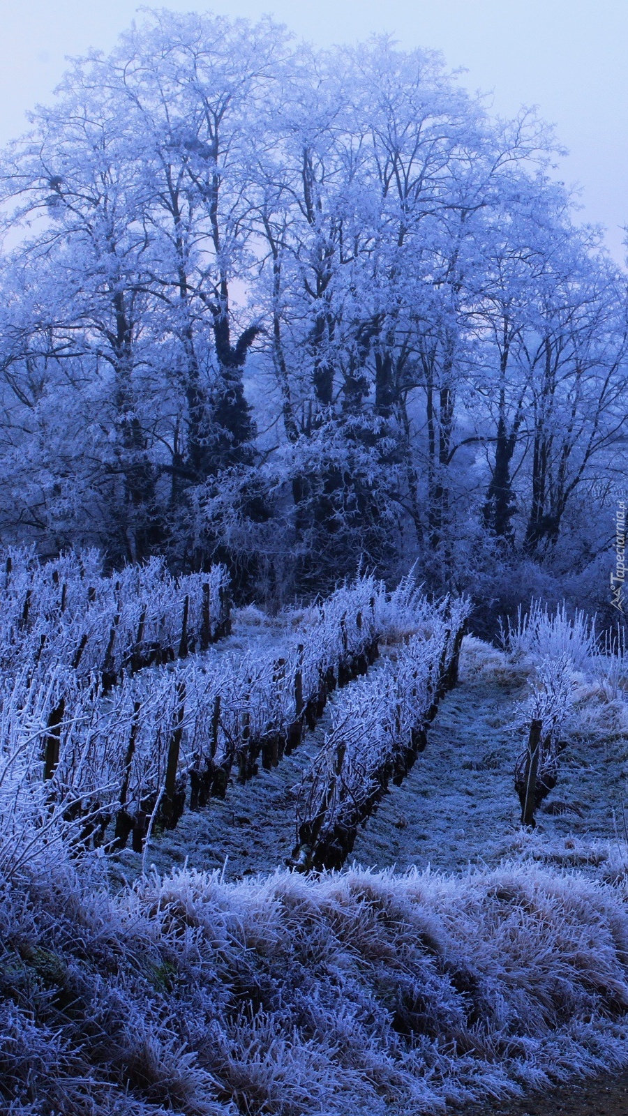 Szron na drzewach i roślinach