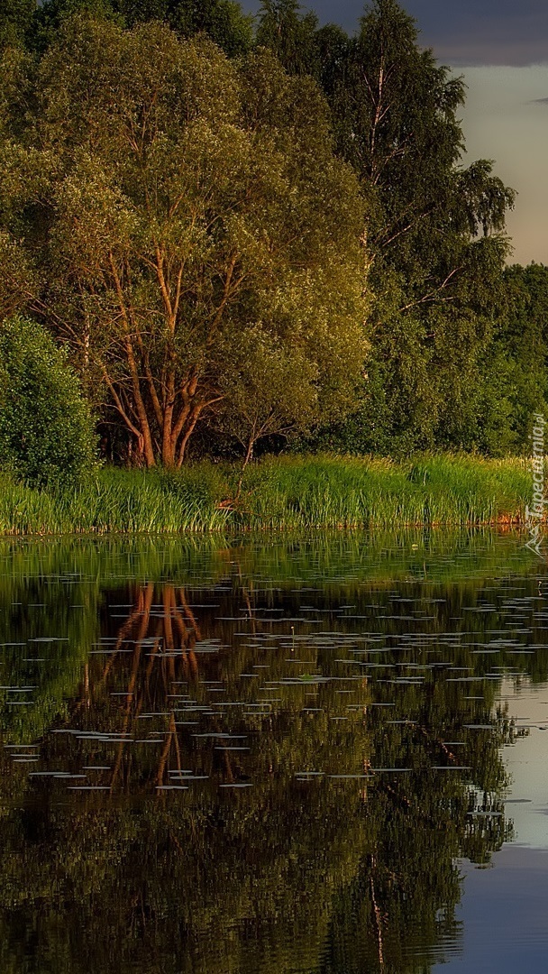 Szuwary i drzewa nad jeziorem