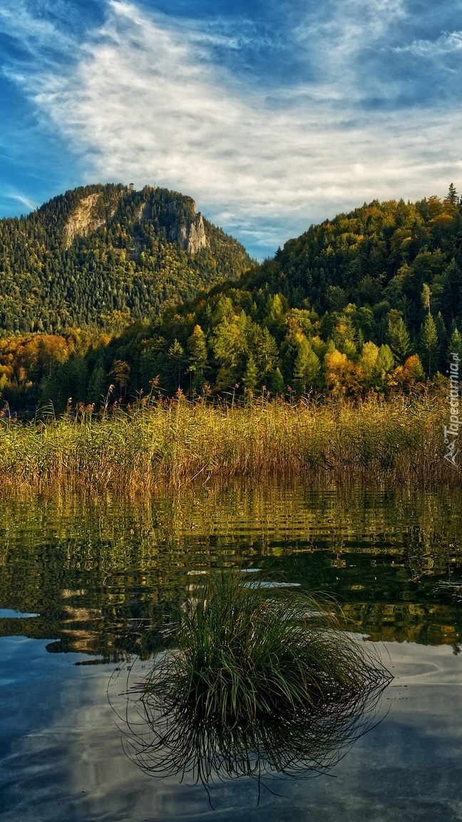 Szuwary i kępki trawy w jeziorze