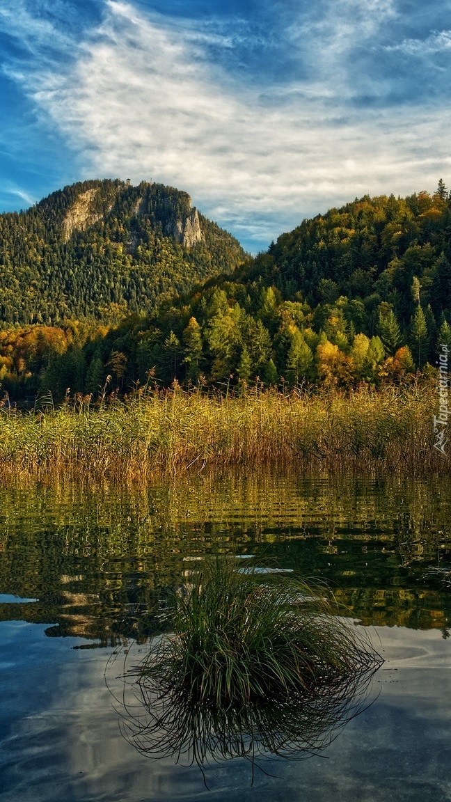 Szuwary i kępki trawy w jeziorze