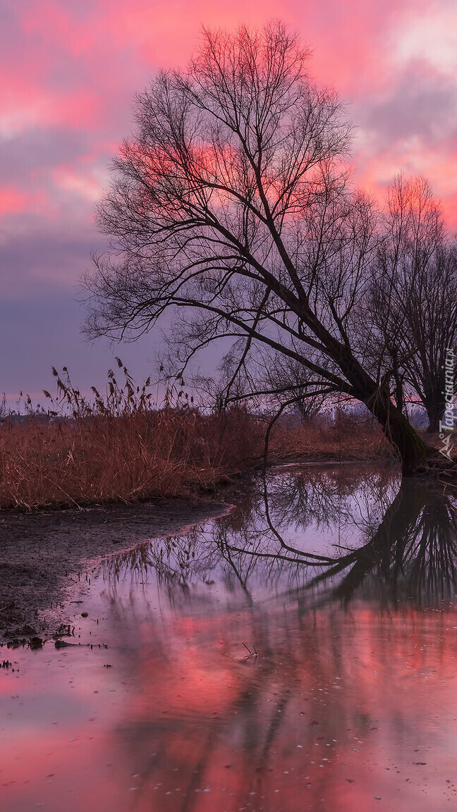 Szuwary i pochyłe drzewo nad rzeką