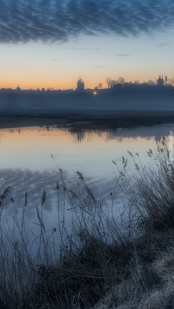 Szuwary nad rzeką